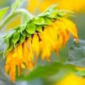 Sun Flower