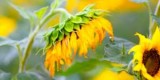 Sun Flower
